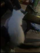 Kittens looking for forever home - Photo 1 of 6