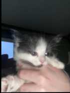 Kittens looking for forever home - Photo 2 of 6