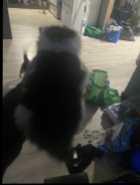 Kittens looking for forever home - Photo 3 of 6