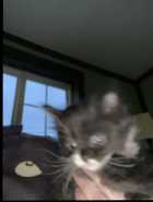 Kittens looking for forever home - Photo 4 of 6