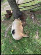 Kunekune pigs