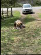 Kunekune pigs - Photo 1 of 2