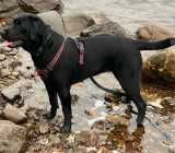 Labrador Retriever Puppies - Photo 3 of 8