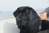 Labrador Retriever Puppies - Photo 4 of 8