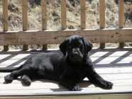 Labrador Retriever Puppies - Photo 7 of 8