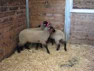 Lambs for sale