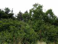 Last Lot Remaining - Land For Sale 1/2 Acre - Photo 2 of 5