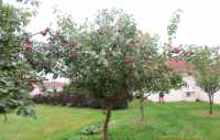 LIBERTY APPLES