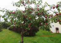LIBERTY APPLES - Photo 1 of 4