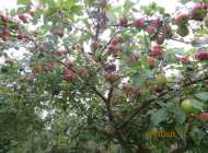LIBERTY APPLES - Photo 2 of 4
