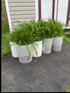 Lillies - Photo 1 of 3