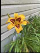 Lillies