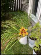 Lillies - Photo 2 of 3