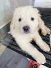 Livestock Guardian Dog Puppies - Great Pyrenees X - Photo 3 of 6