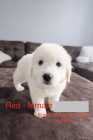 Livestock Guardian Dog Puppies - Great Pyrenees X - Photo 4 of 6