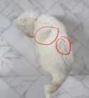 Livestock Guardian Dog Puppies - Great Pyrenees X - Photo 5 of 6