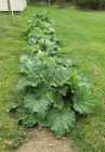 LOCAL RHUBARB