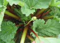 LOCAL RHUBARB - Photo 1 of 4