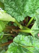 LOCAL RHUBARB - Photo 2 of 4