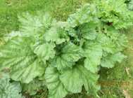 LOCAL RHUBARB - Photo 3 of 4