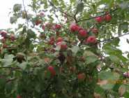 LOCALLY GROWN APPLES