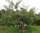 LOCALLY GROWN APPLES - Photo 1 of 4