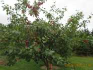 LOCALLY GROWN APPLES - Photo 2 of 4
