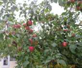 LOCALLY GROWN APPLES - Photo 3 of 4