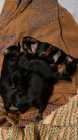 Longhair Daschund Puppies