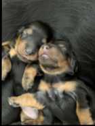 Longhair Daschund Puppies - Photo 3 of 6