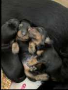 Longhair Daschund Puppies - Photo 4 of 6