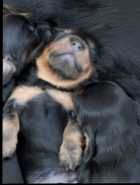 Longhair Daschund Puppies - Photo 5 of 6