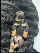 Longhair Daschund Puppies