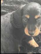 Longhair Daschund Puppies - Photo 1 of 3