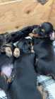 Longhair Daschund Puppies - Photo 2 of 3