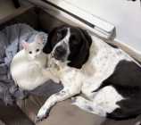 Looking for a new home - Photo 3 of 4
