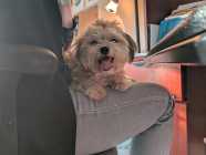 Looking to rehome 9 month old shorkie - Photo 1 of 2