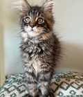 Maine Coon Kittens