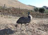 Male Emu for sale