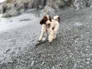 Male and female poodle