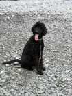 Male and female poodle - Photo 1 of 8