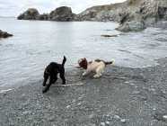 Male and female poodle - Photo 2 of 8