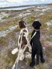 Male and female poodle - Photo 3 of 8