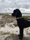 Male and female poodle - Photo 5 of 8