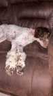 Male and female poodle - Photo 6 of 8