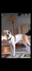 Male pitsky