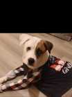 Male pitsky - Photo 1 of 2