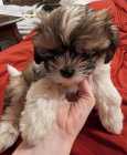 Malshi Puppies/ Maltese x Shih Tzu Pups