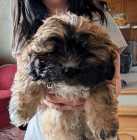 Malshi Puppies/ Maltese x Shih Tzu Pups - Photo 1 of 2