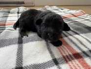 Malshipoo puppies